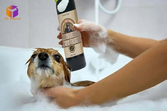 A dog receives a bath with organic shampoo, surrounded by bubbles, showcasing a gentle grooming moment.