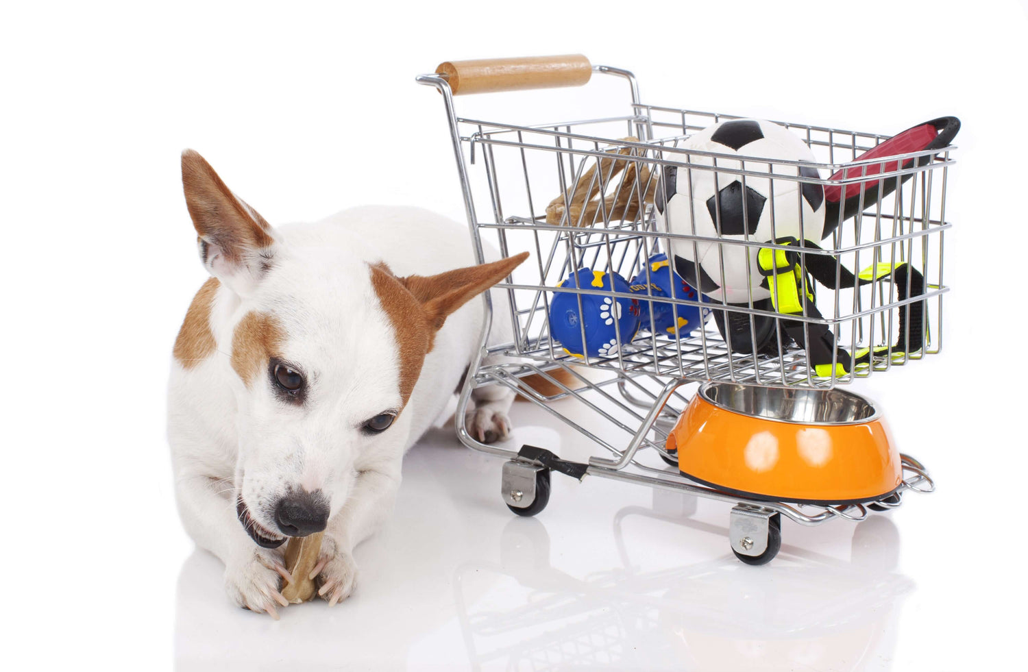 Small dog chewing a bone next to a shopping cart filled with pet toys and a water bowl.