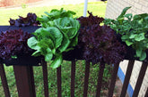 Eco-friendly saddlebag planter with vibrant lettuce and herbs hanging over a railing.