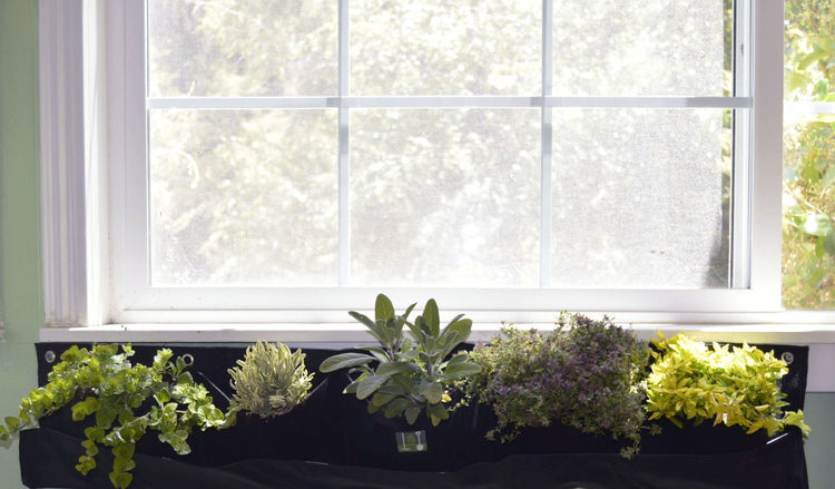 Horizontal waterproof planter with lush greens, placed under a bright window, perfect for indoor eco-friendly gardening.