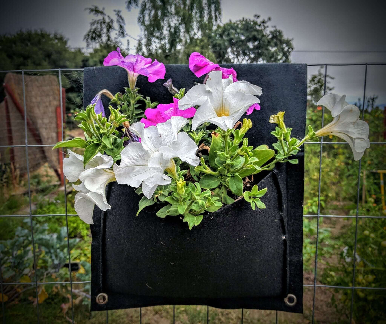 2 pocket eco-friendly planter holding vibrant white and purple flowers on a fence, perfect for vertical gardening.