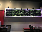 Indoor waterproof vertical planter with lush green plants displayed on a wall, enhancing the restaurant&