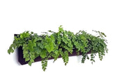 Horizontal eco-friendly waterproof planter with lush green plants, perfect for indoor or outdoor use.