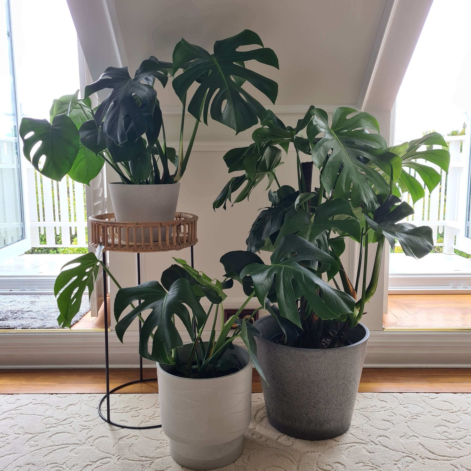 Indoor garden display featuring Monstera plants in various pots on a light rug.