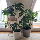 Indoor garden display featuring Monstera plants in various pots on a light rug.