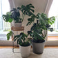 Indoor garden display featuring Monstera plants in various pots on a light rug.