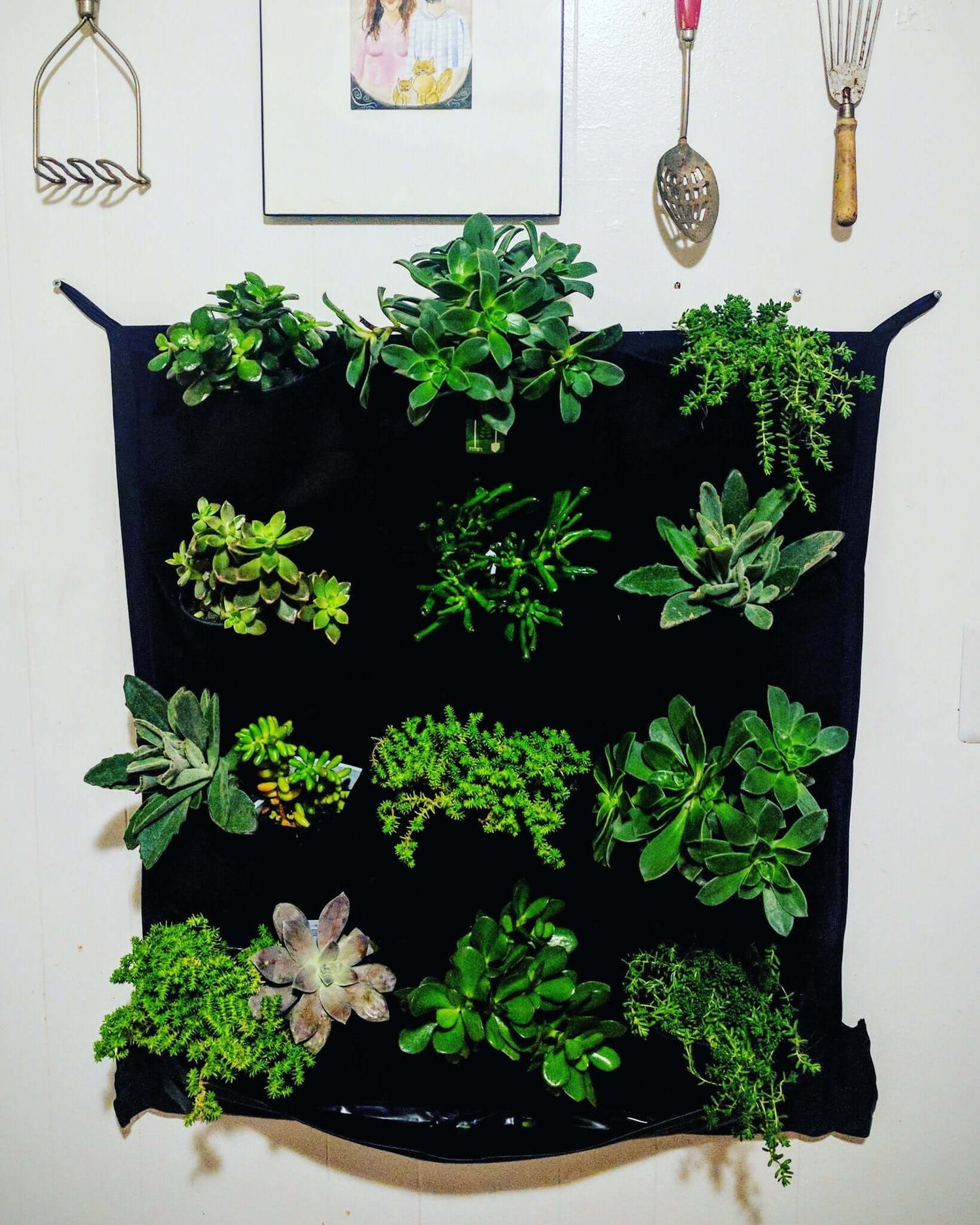 Vertical living wall planter featuring 12 pockets filled with various green succulents, promoting eco-friendly decor.