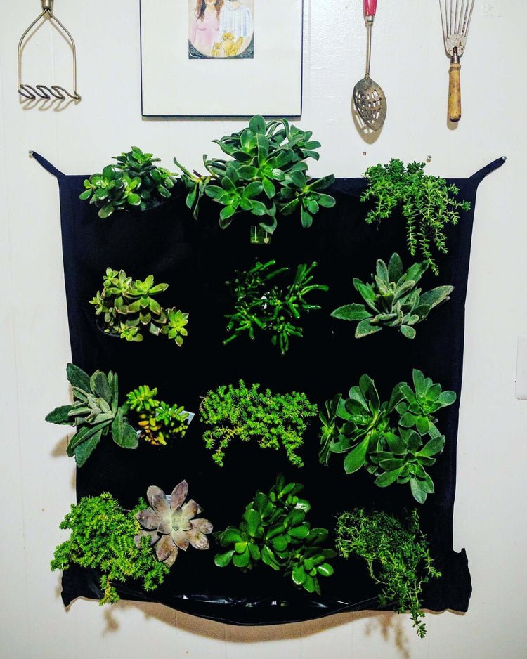 Vertical living wall planter featuring 12 pockets filled with various green succulents, promoting eco-friendly decor.