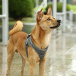 INSTACHEW Harnesses Medium Instachew PETKIT Air Pro Dog Harness