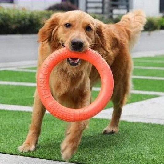 Golden retriever playing with a floatable orange ring toy on green grass, perfect for fetch and outdoor fun.